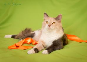 Трехцветная кошка в дар
