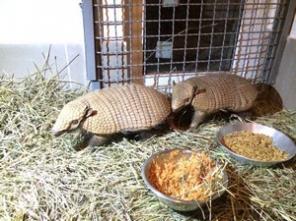 Купить Броненосцев можно у нас. Продам броненосца