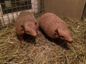 Купить Броненосцев можно у нас. Продам броненосца