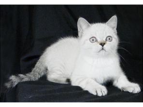 Колорные котята скоттиш-страйт