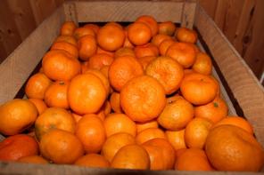 Мандарины абхазские оптом. Урожай 2014 г.