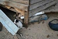 Отдам щенка в добрые руки