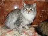 В добрые руки 2 котенка!