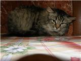 В добрые руки 2 котенка!