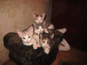 Четыре очаровательных котенка ищут дом