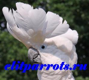 Белохохлый какаду (Cacatua alba) - ручные птенцы из питомников Европы. Документы CITES.