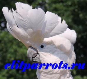   (Cacatua alba) -     .  CITES.