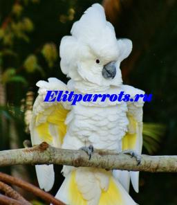 Белохохлый какаду (Cacatua alba) - ручные птенцы из питомников Европы. Документы CITES.