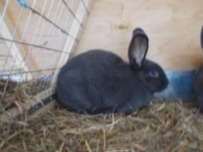 Элитные мясные кролики