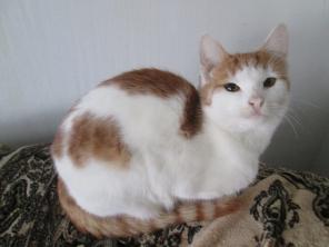 Бездомные котята и кошки в добрые руки