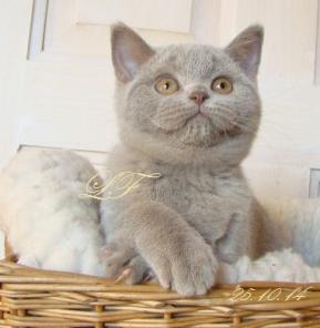 Шотландские вислоухие и британские котята
