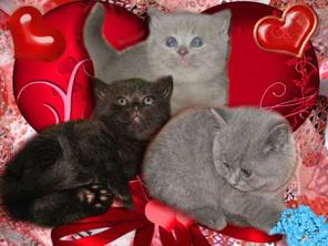 Британские котята, Вислоухие котята, Хайленды