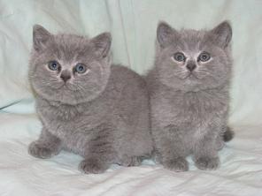 Британские котята, Вислоухие котята, Хайленды
