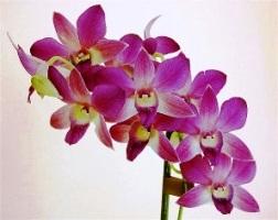 Горшечные цветы vip-flowers.org 495-998-3006 Продажа Доставка Москва