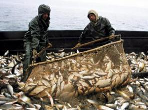 Продам рыбу, морепродукты.