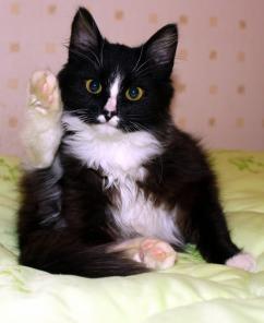 Котенок Фантик в добрые руки.