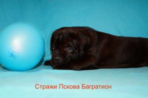Щенки Кане Корсо от мультичемпионов