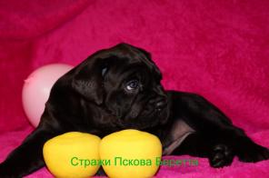 Щенки Кане Корсо от мультичемпионов