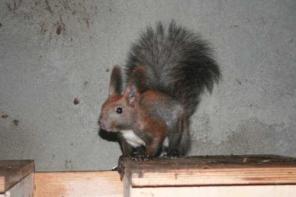 Белочки разных цветов