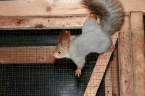 Белочки разных цветов