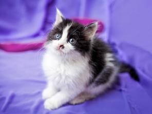 Малышка, шилопопая молния, невероятно ласковый котенок в добрые руки
