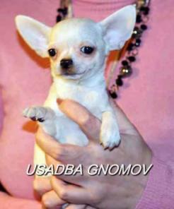 Чихуахуа из питомника Усададьба Гномов