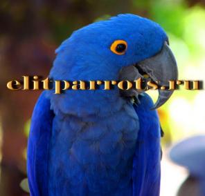 Гиацинтовый ара (Anodorhynchus hyacinthinus) - птенцы выкормыши из питомников Европы.