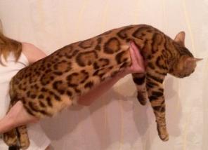Настоящие Бенгалы мини леопарды