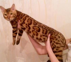 Настоящие Бенгалы мини леопарды