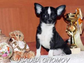 Чихуахуа из питомника Усададьба Гномов