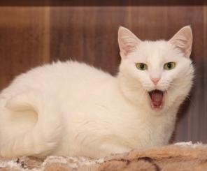 Снежно-нежный котик Саввушка, прелесть и очарование, в добрые руки