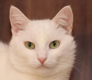 Снежно-нежный котик Саввушка, прелесть и очарование, в добрые руки