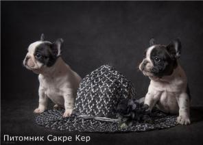 Щенки французского бульдога. Питомник Сакре Кер.