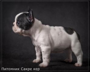 Щенки французского бульдога. Питомник Сакре Кер.