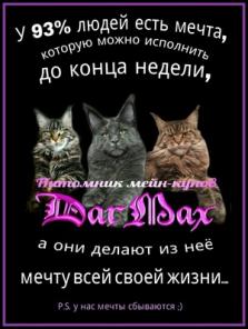 Продаются котята меин-кун из питомника. Москва.