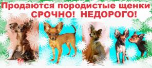 Длинношерстные подрощенные тойчики, док. РКФ