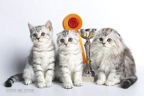 Выставка котят на ВВЦ