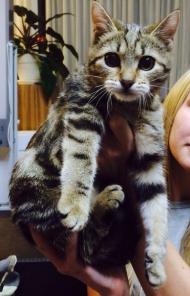Кошечка Сонечка в добрые руки