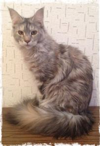 Котята Мейн-Кун