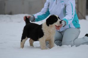 Щенки Алабая