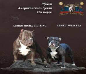 Щенки Американского Булли. тип: Покет.