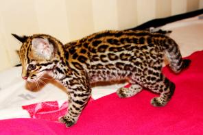 Продам котенка Оцелота (лат. Leopardus pardalis)