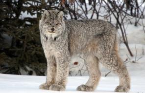 Продам котенка Канадской рыси(лат.Lynx canadensis) - самый мелкий подвид!
