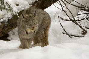    (.Lynx canadensis) -   !