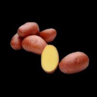 Элитный семенной картофель от производителя
