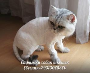 Стрижка собак и кошек на дому, выезд мастера по Спб. и Лен. область