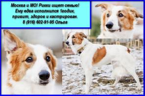 Москва и МО! Трогательный Рикки ждет семью