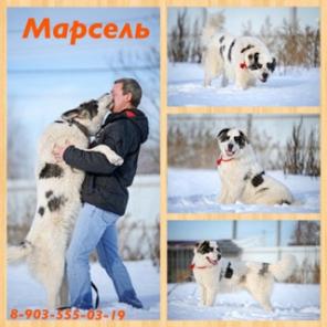 Подросток алабая,для семьи и охраны