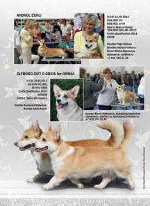 Щенки вельш корги пемброка
