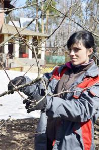Профессиональная обрезка плодовых деревьев